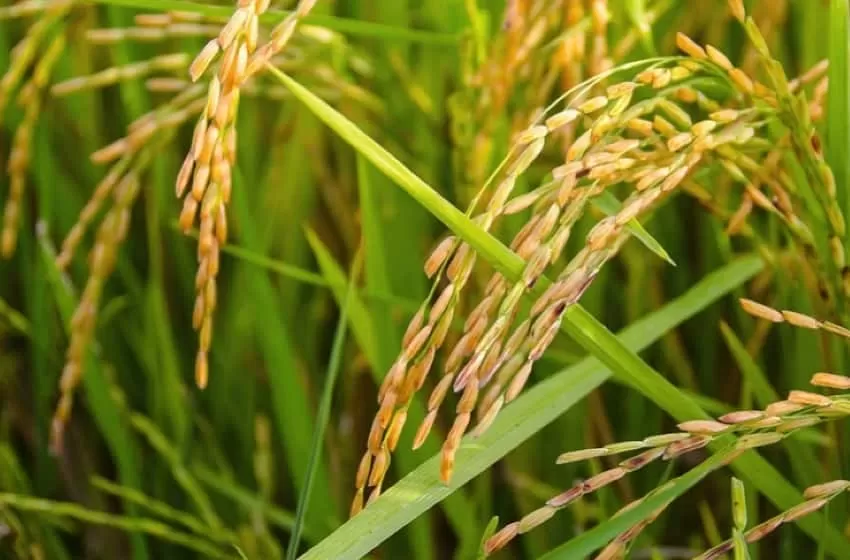 Vietnam PM assures Duterte of stable rice supply