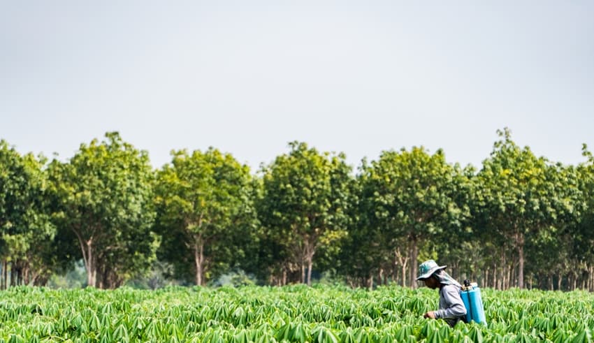 Farmers are spraying chemicals to nourish cassava