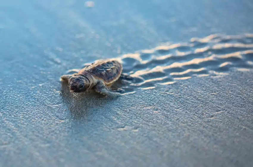 Endangered Sea Turtles Laying Eggs on Tourist-Free Beaches