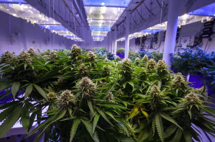 Thailand CBD legalization is on a wait list