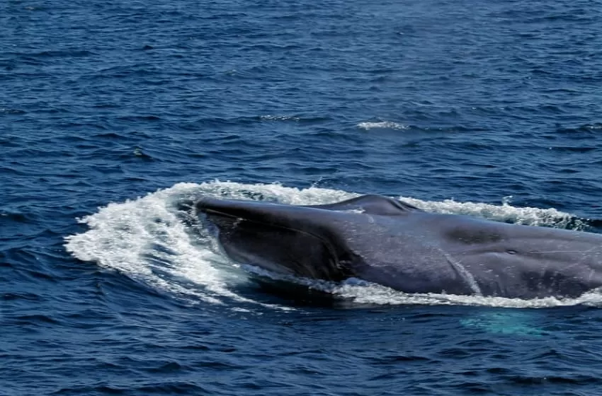 100-ton dead blue whale that stranded in Kupang Bay being examined before buried