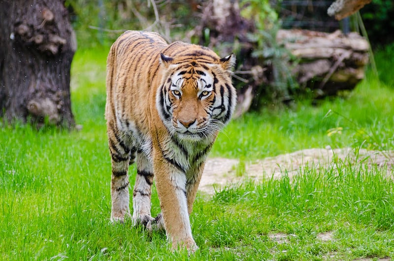 Roaring in 2020: Thailand’s Wild Tiger Habitat is Expanding Rapidly