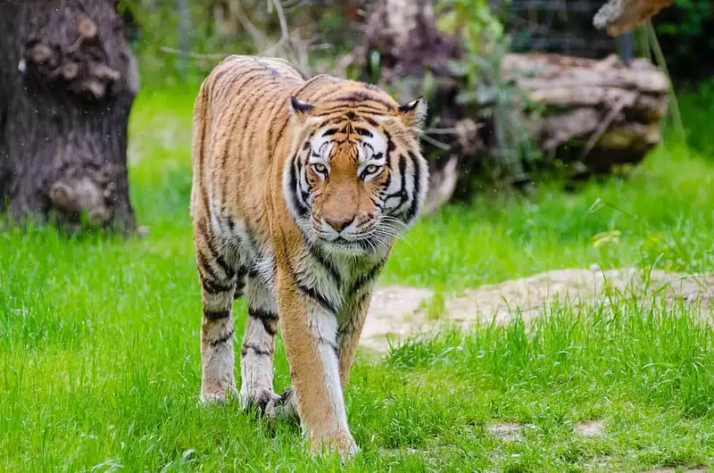 Roaring in 2020: Thailand’s Wild Tiger Habitat is Expanding Rapidly