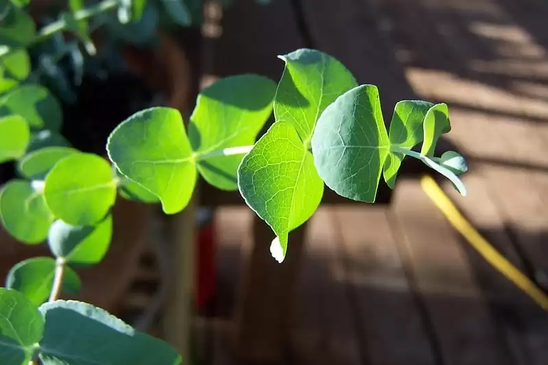 A Call to be Aware: Eucalyptus Necklace and other COVID-19 Unproven Remedies Raise Fear in Indonesia