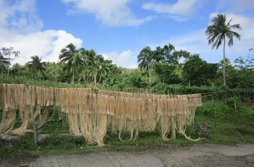 Ingenuity in the Midst of Pandemic: Here’s a Face Mask Made from Abaca that Helps the Decomposition against Plastics