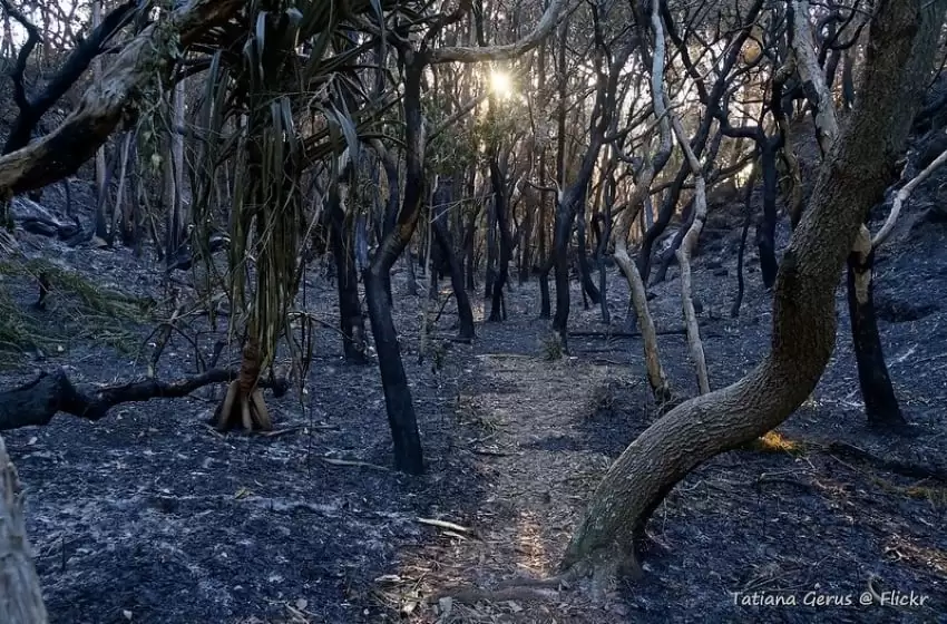 A Dismal Estimation: Study Reveals That Almost 3 Billion of Animals were Affected by Australia Bushfire