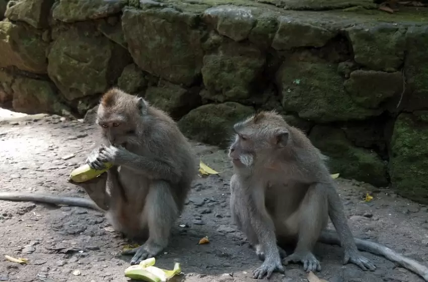 Five monkeys from ‘topeng monyet’ business ill-treated by owners, authorities rescue and send to rehabilitation