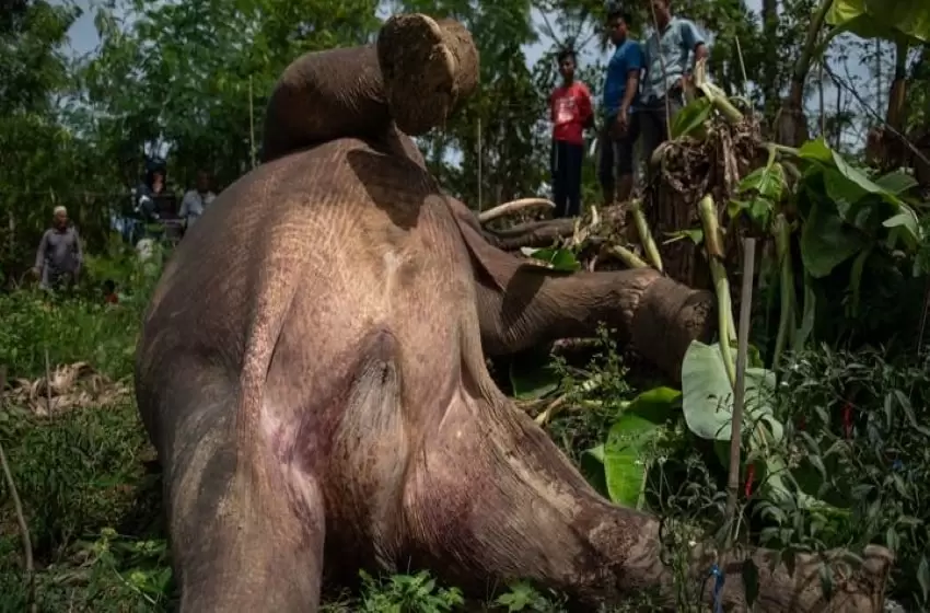 humans and wildlife