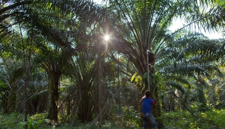 Palm oil