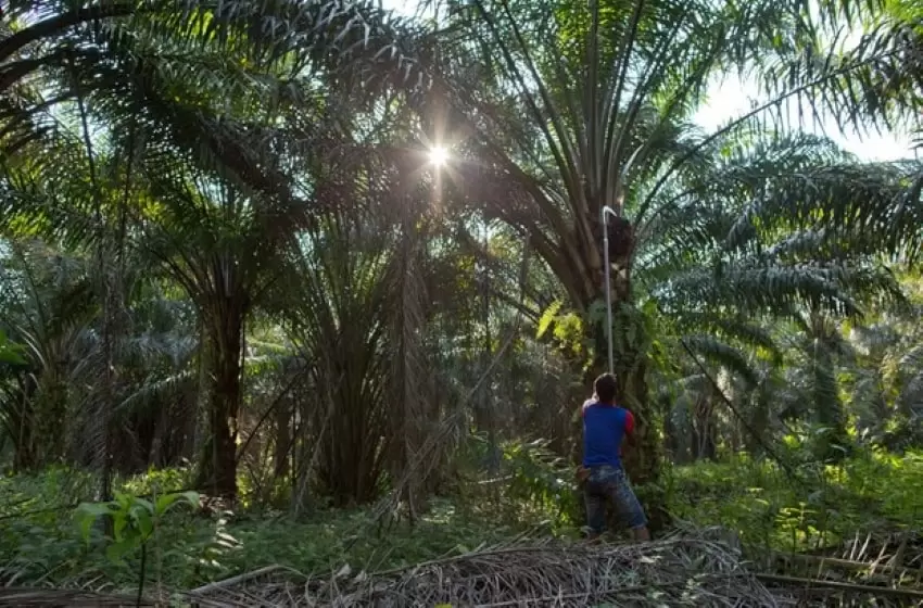 US bans Palm Oil imports from Malaysia’s FGV