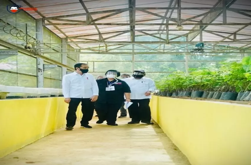 Jokowi is Determinded in Preserving and Strengthening the Seedling Project Against Disaster