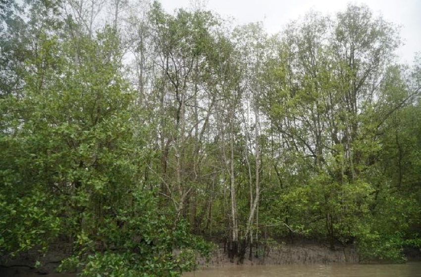 mangrove