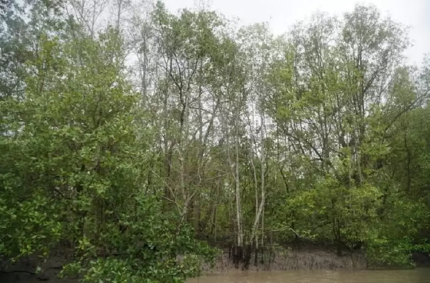 mangrove