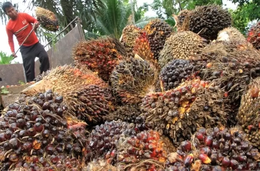 Retno Marsudi: A Call for Fair Treatment in Palm Oil Production