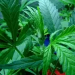 Cannabis