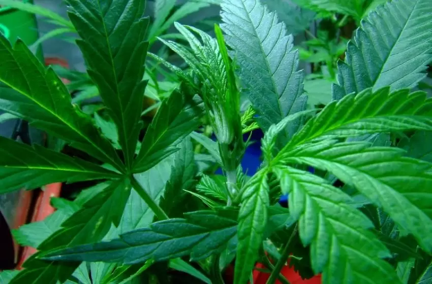Cannabis