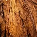 tobacco