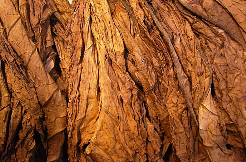 tobacco
