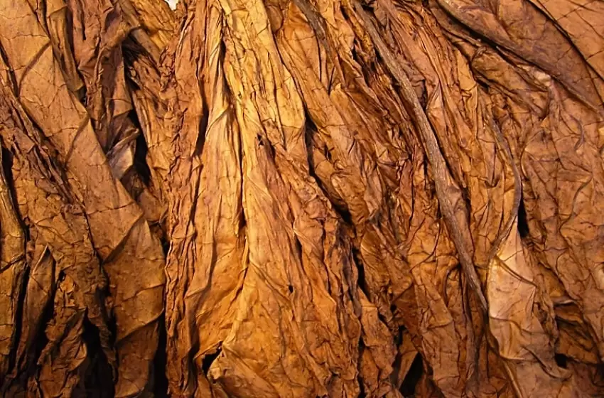 tobacco