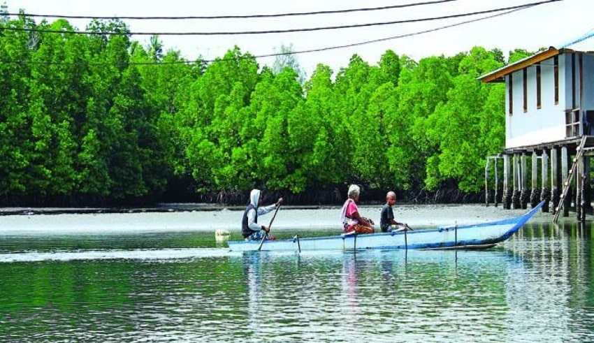 mangrovenursery.