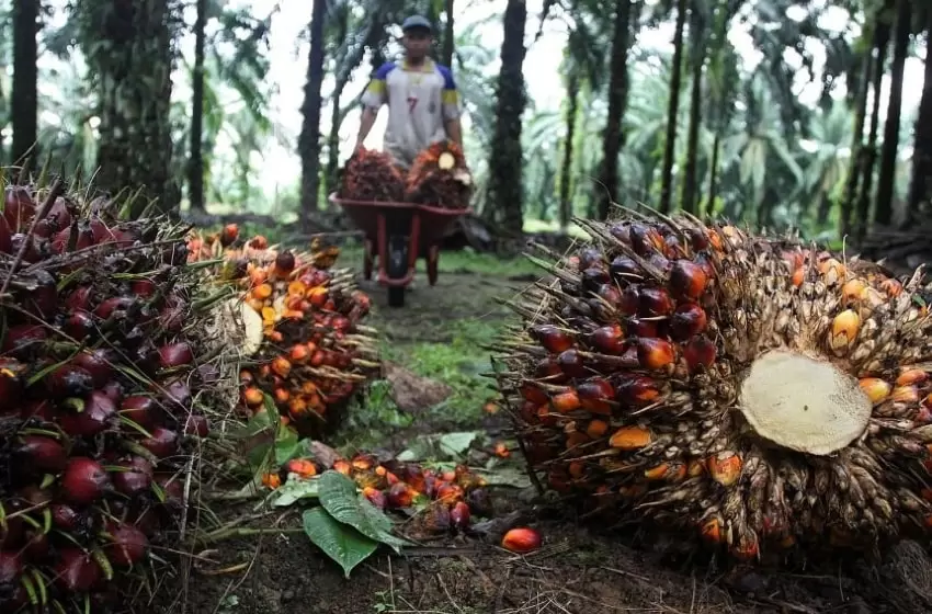 Watch Out as Environmental Alert for Indonesia’s Biodiesel is being Observed