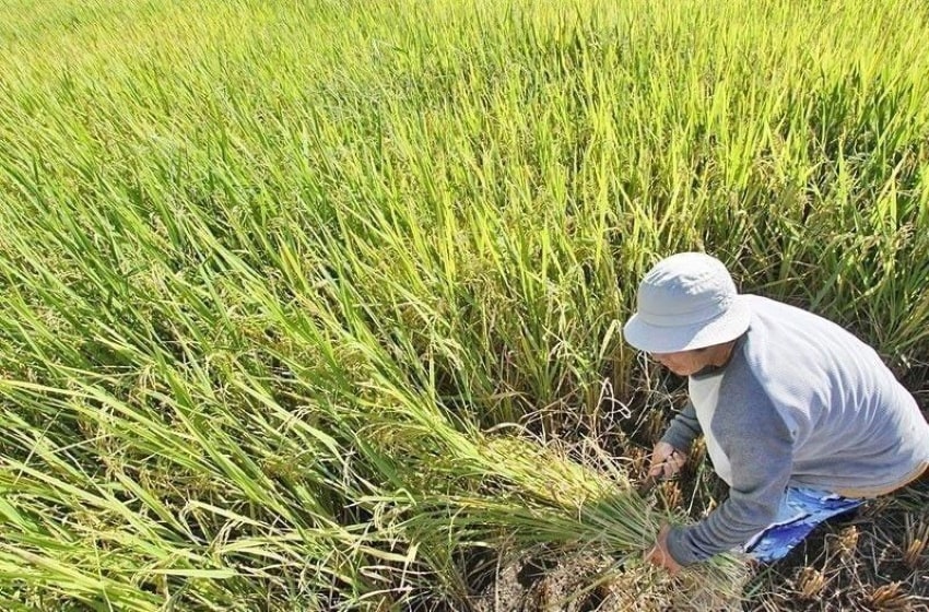A Better Public Rice Information is Arising this year