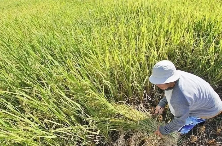 A Better Public Rice Information is Arising this year