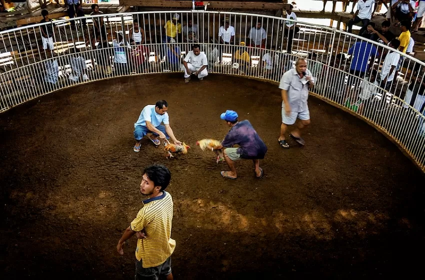 Cockfighting
