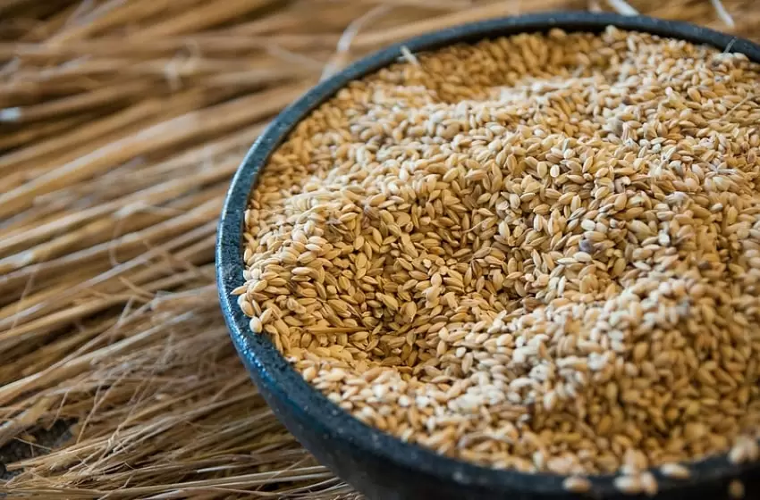 The Possibility of Rice Exportation is Progressive