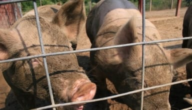 pigindustry
