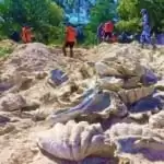 giantmollusk