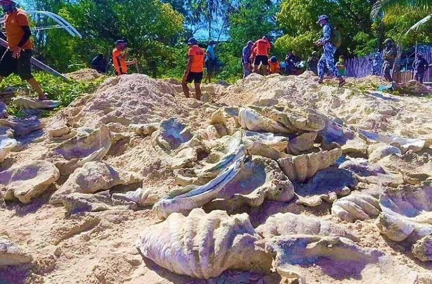 The Rich Biodiversity of Philippines is Unimaginable Through this Giant Clams