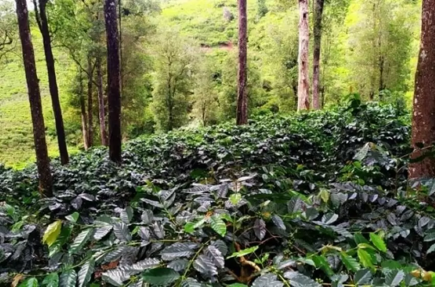 Cianjur as Coffee Producer: Restoration is Attainable
