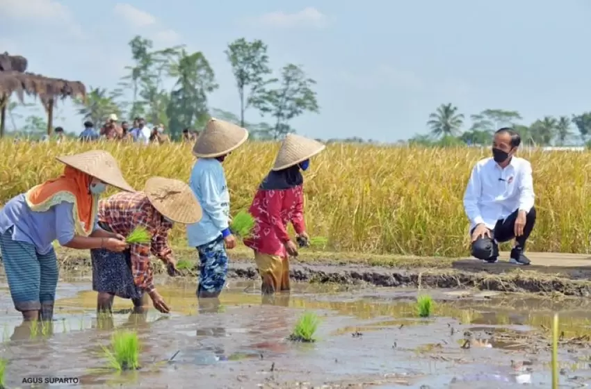 Jokowi is Constant in being Present for Planting Inspection