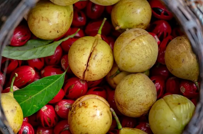 The Heyday Moment for Indonesia’s Dutch Nutmeg