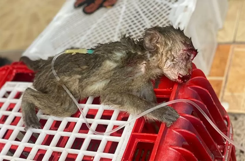 An Unexpected Inspection Turned to Discovery of Illegal Production of Exotic Food