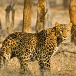leopard standing in the dry grasslands of ranthambore national park