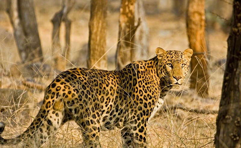 leopard standing in the dry grasslands of ranthambore national park