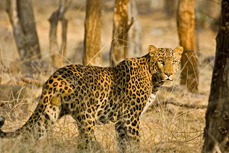 leopard standing in the dry grasslands of ranthambore national park