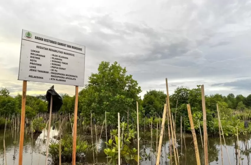Boosting The Papua Income Through Mangrove Seedling