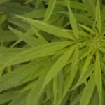  Cannabis