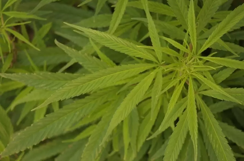  Cannabis