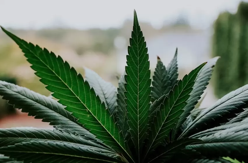 The Government is Paving The Way For Cannabis