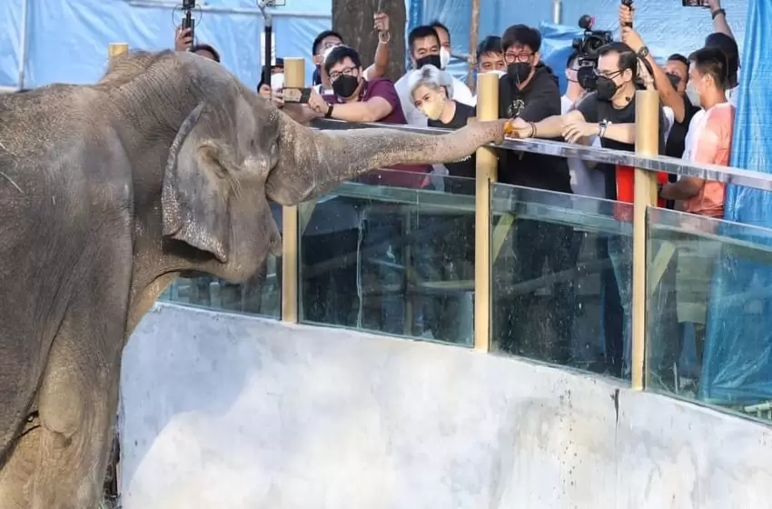 The Newly Constructed Manila Zoo Has The Potential To Be A Vaccination Center