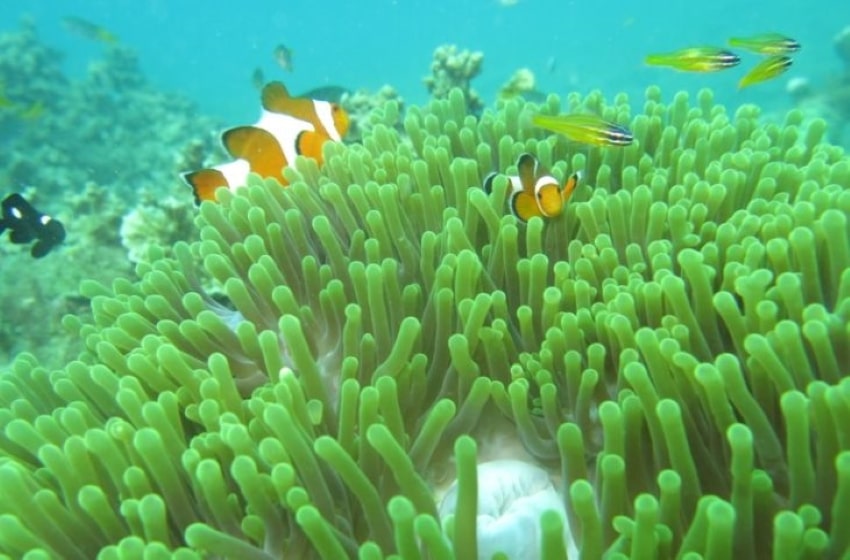 A Call For Marine Protection