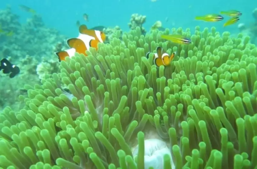 A Call For Marine Protection