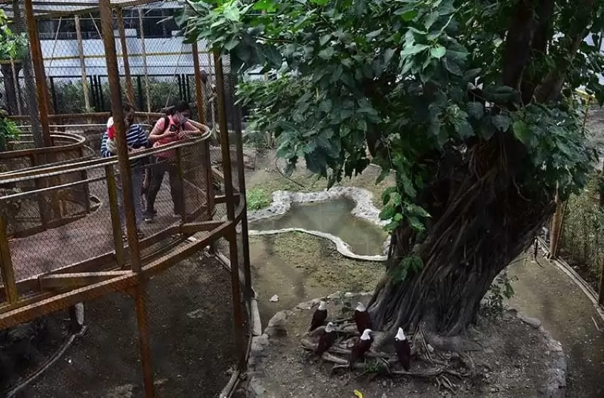 Filipinos