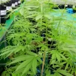 Weedplants