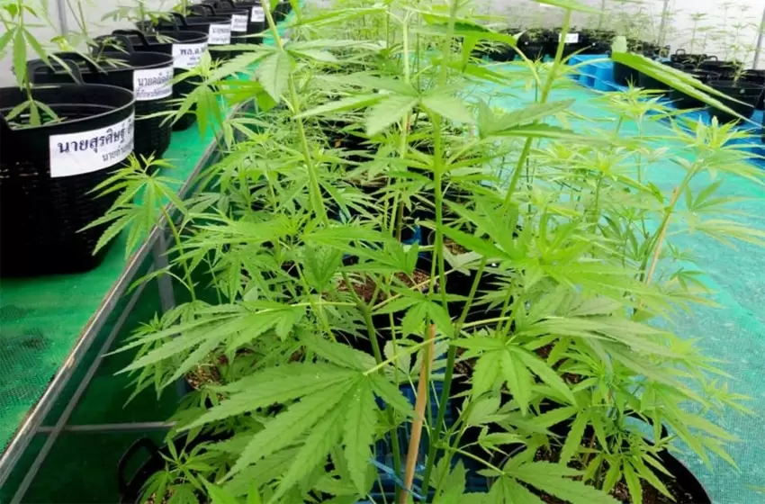 Weedplants