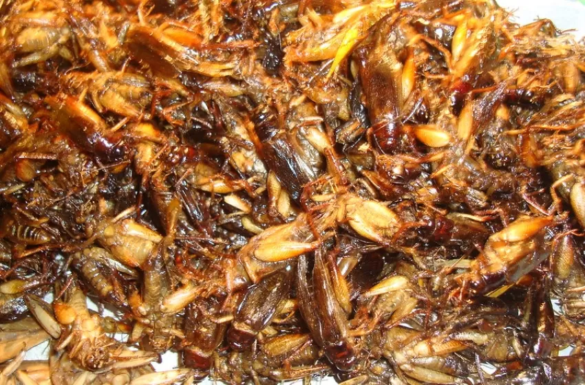 Thai Delicacies Are Being Foreigner’s Favorite